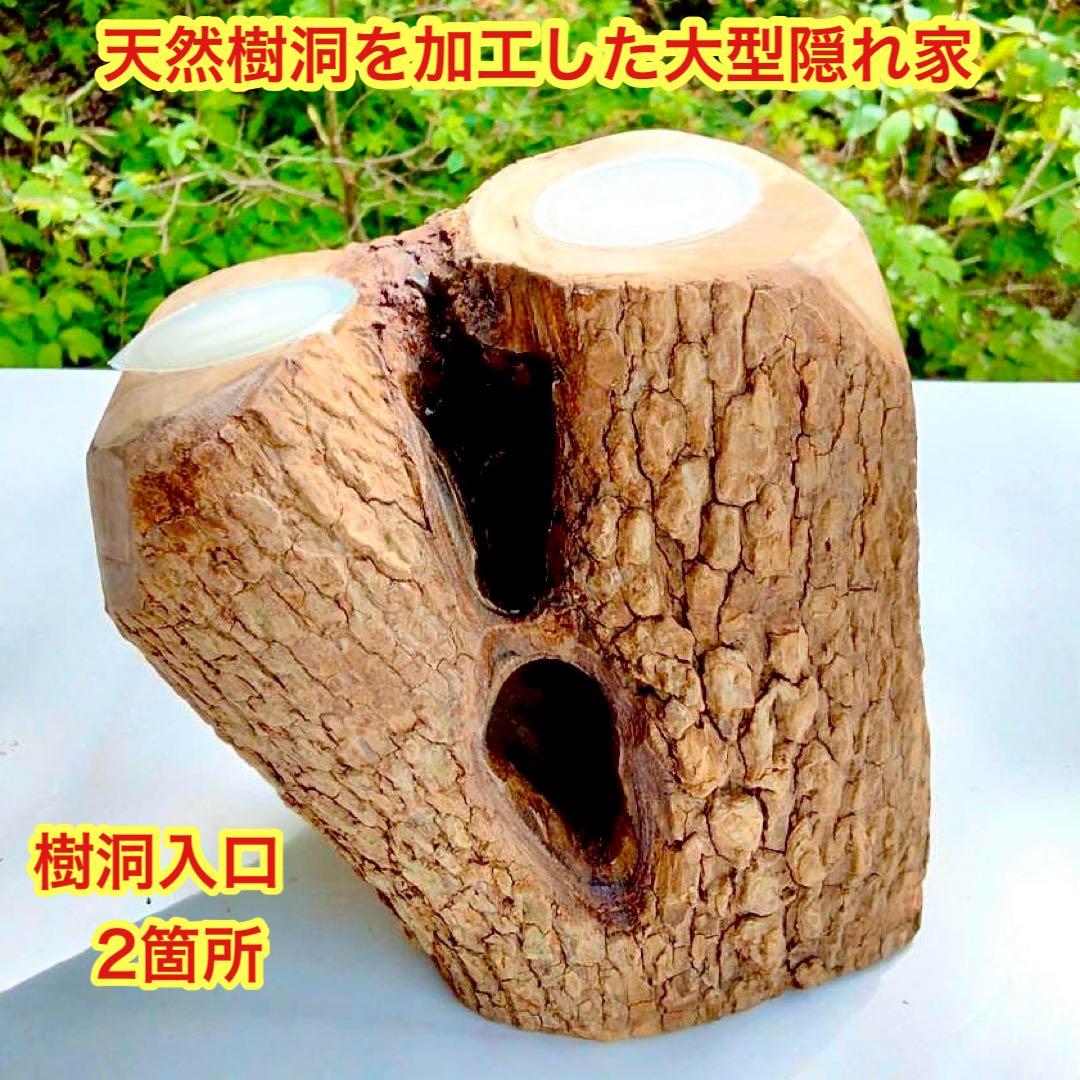 あ様 リクエスト 2点 まとめ商品　隠れ家　樹洞　クワリウム　エサ皿　クワガタ