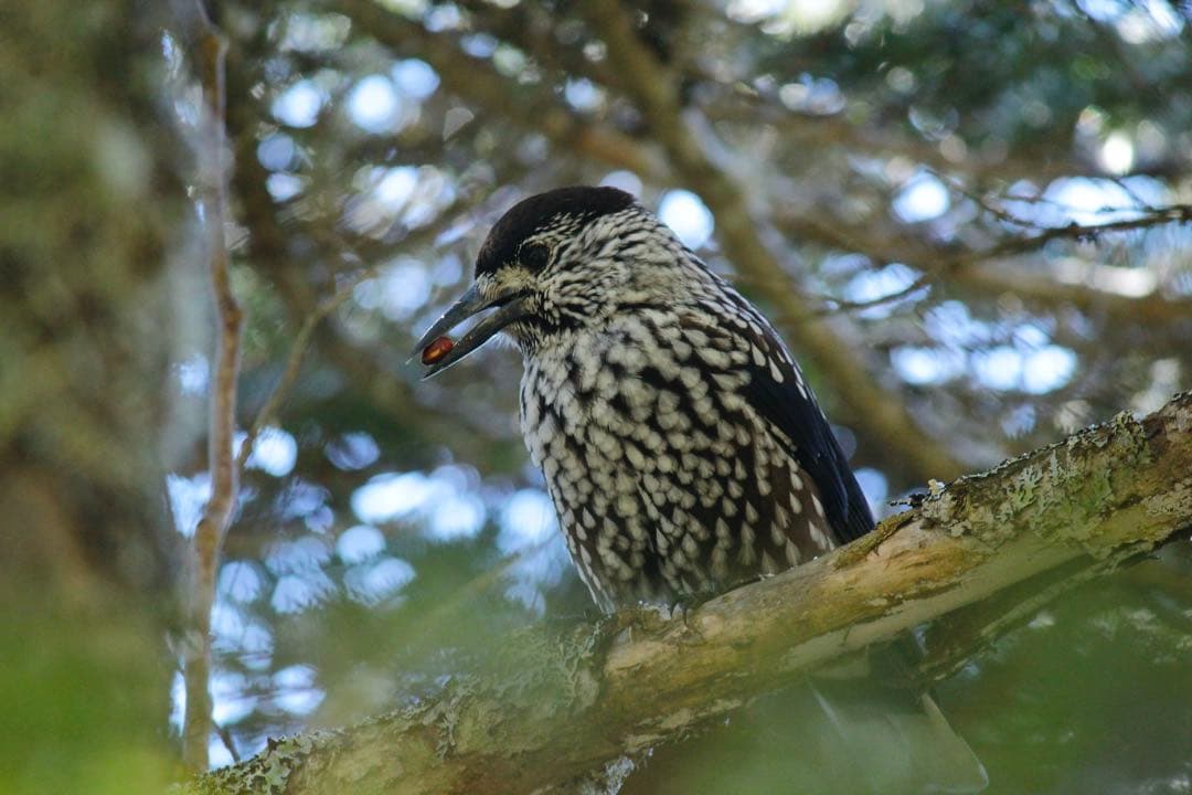 【極上・完動品】Canon 8000D EF18-135mm wifi機能あり