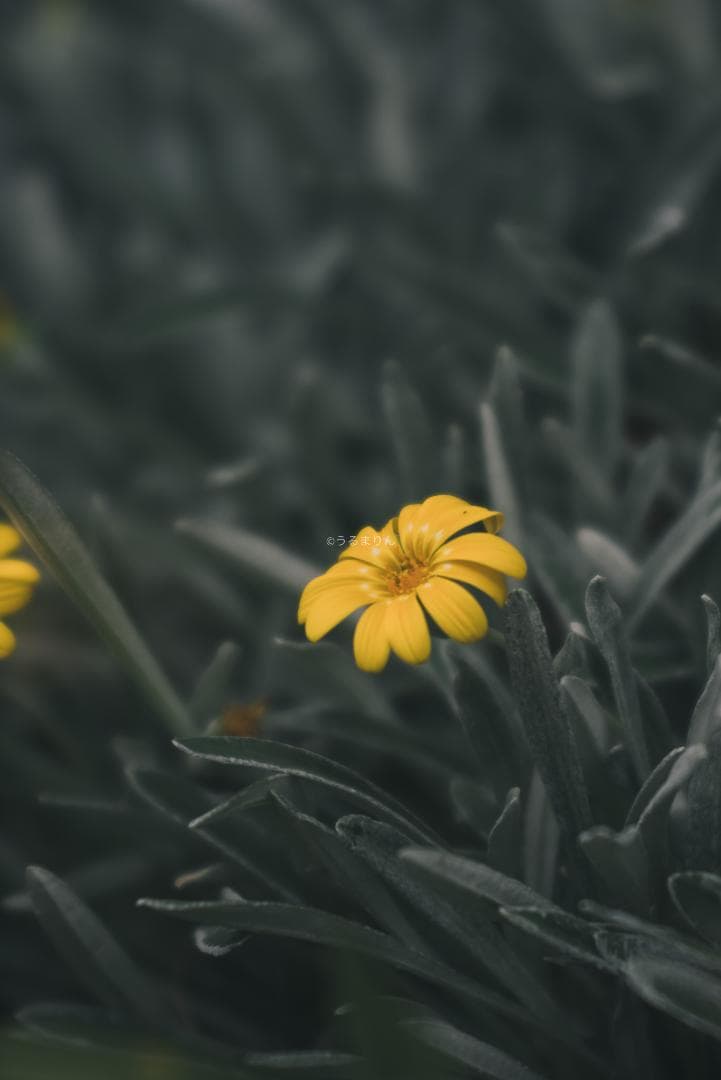 棚卸SALE！Leica Elmar 135mm F4.5 オールドレンズ