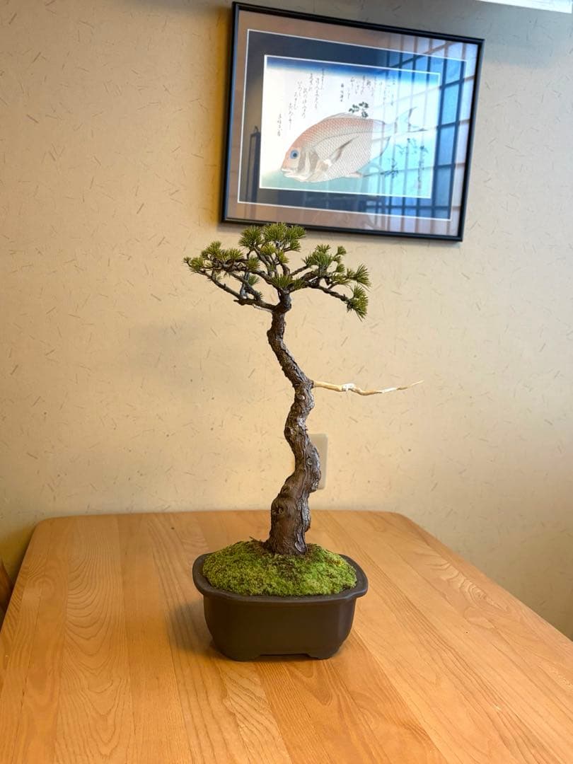 五葉松盆栽❗️ Ysh_sugawara69フォロワー様160人❗️サービス品