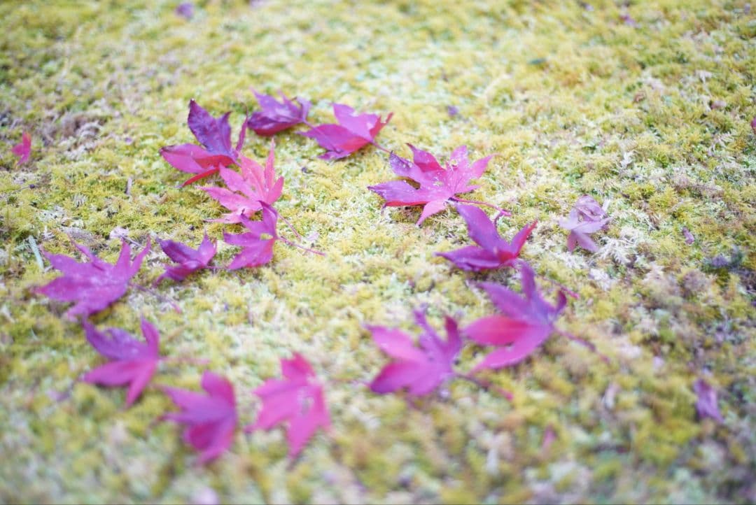 【動作確認済】Nikon Ai-s 50mm f1.8 パンケーキ 純正付属品付