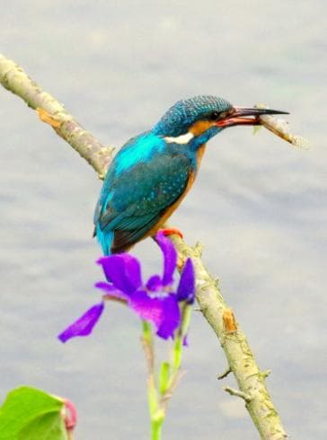 感動の【望遠レンズ 300ｍｍ】ニコンAF-S NIKKOR 55-300 VR