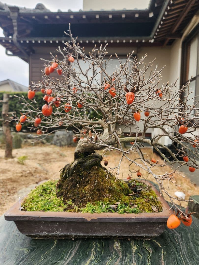 ローヤ柿　中品盆栽
