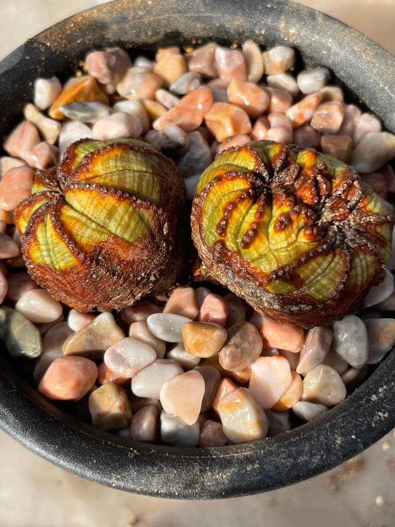 た*く様 オベサ綴化つき 極オールド ダブルヘッド