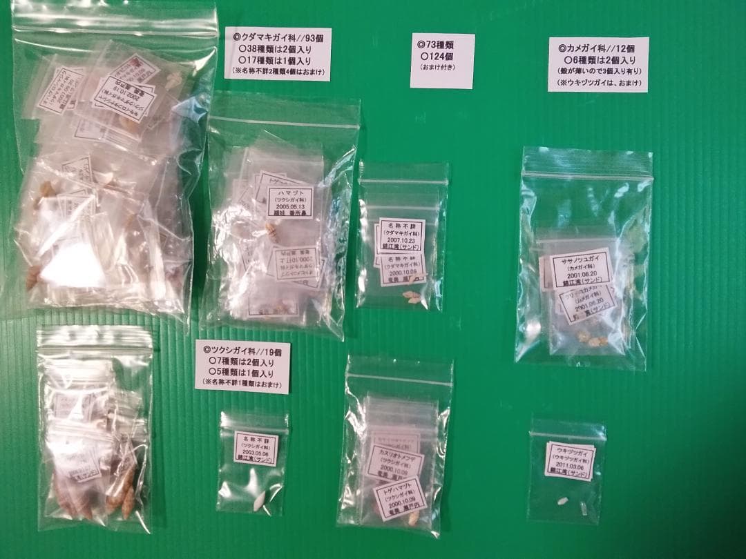 【ケーキ】クダマキガイ科・カメガイ科・ツクシガイ科全１２４個