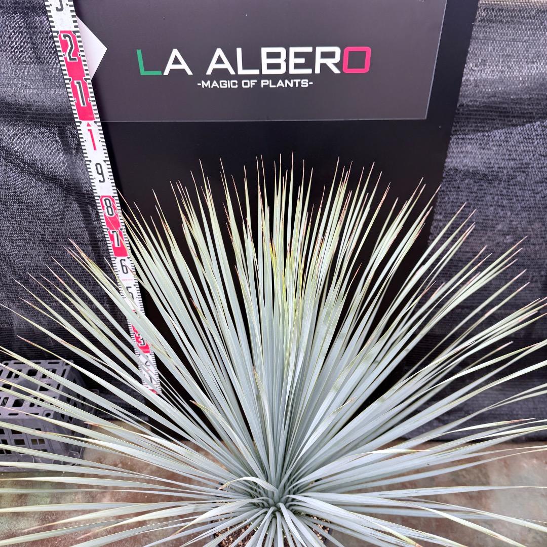 【AL1205】ユッカ　ロストラータ　ランチョブルー（品種名）