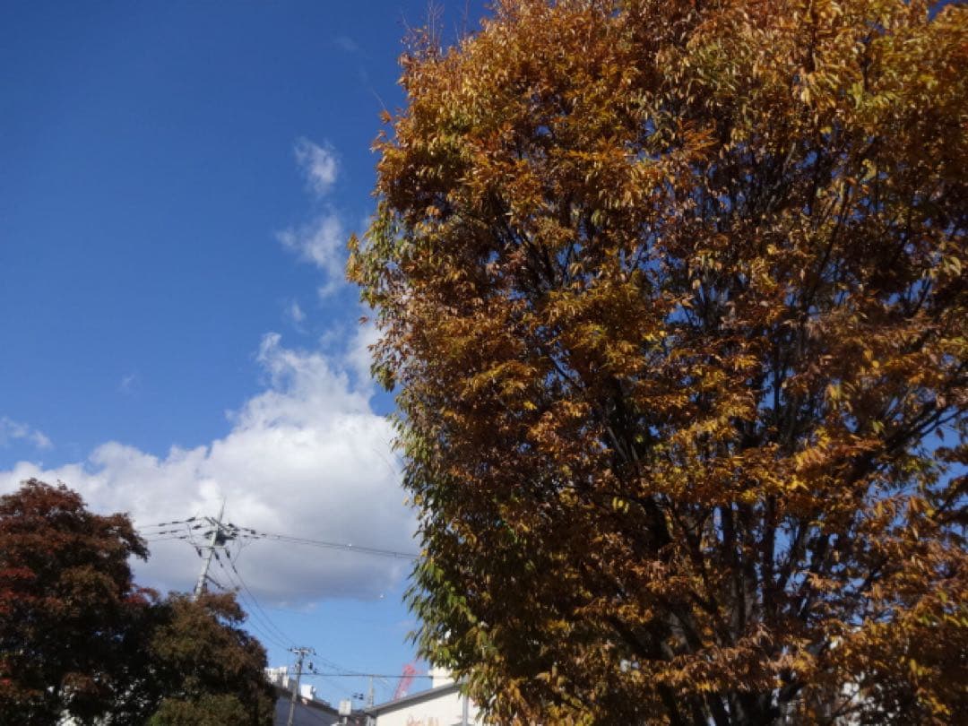 SONY Cyber-shot DSC-WX200 コンデジ 動作品 作例有