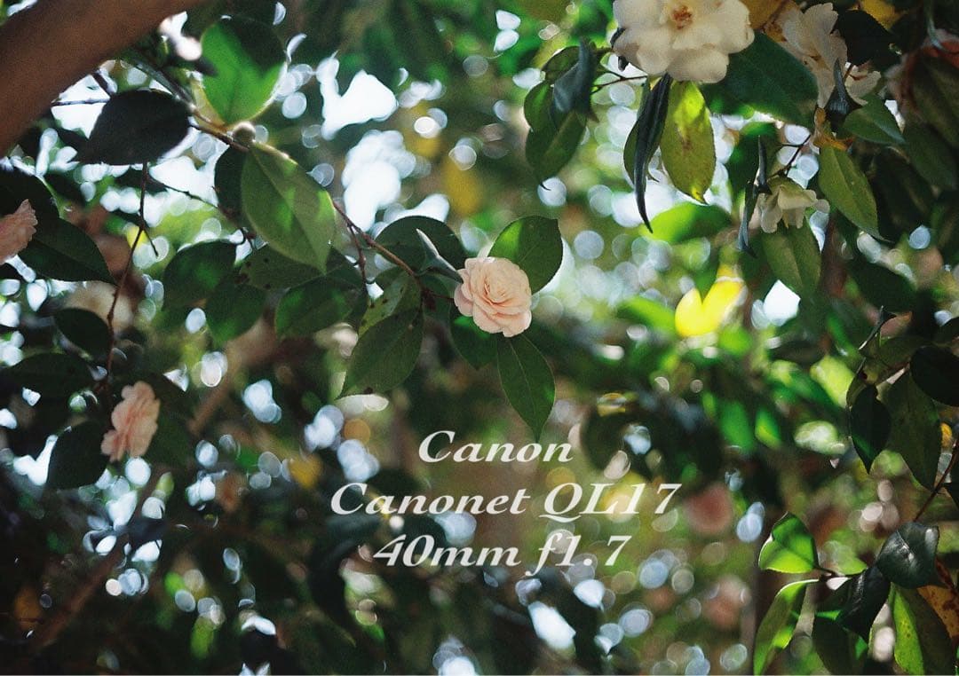 ★完動品＊美品＊初期保証★canon canonet ql17 ★作例多数！