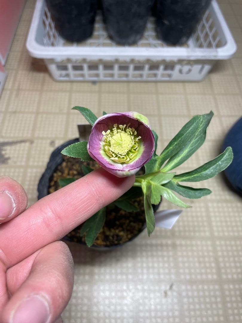 加藤農園 毬姫 グリーン系 クリスマスローズ