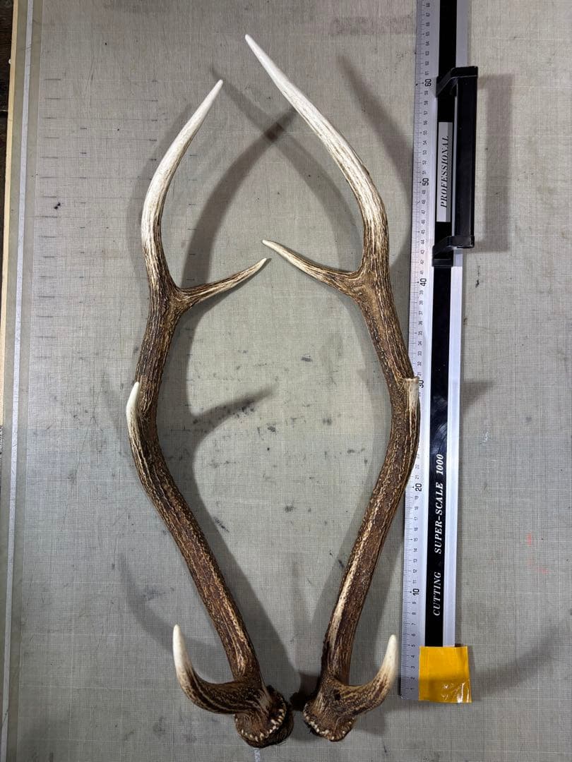 クラフト　蝦夷鹿の角