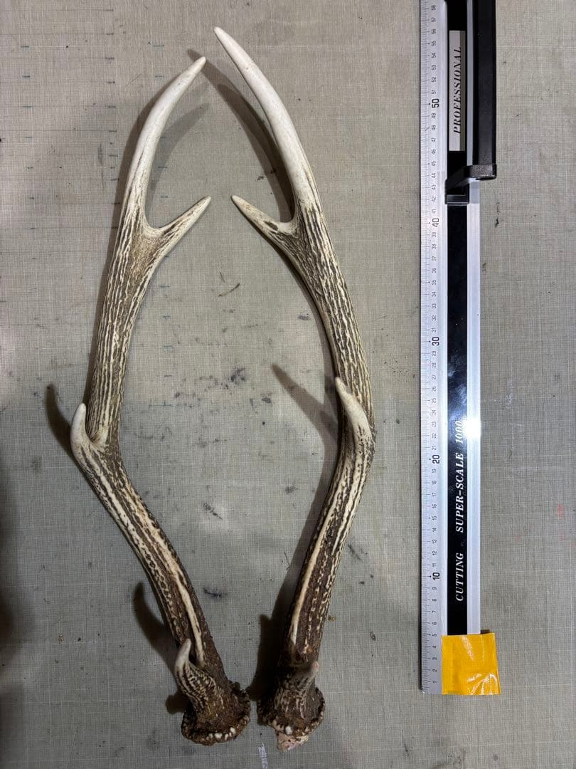 クラフト　蝦夷鹿の角