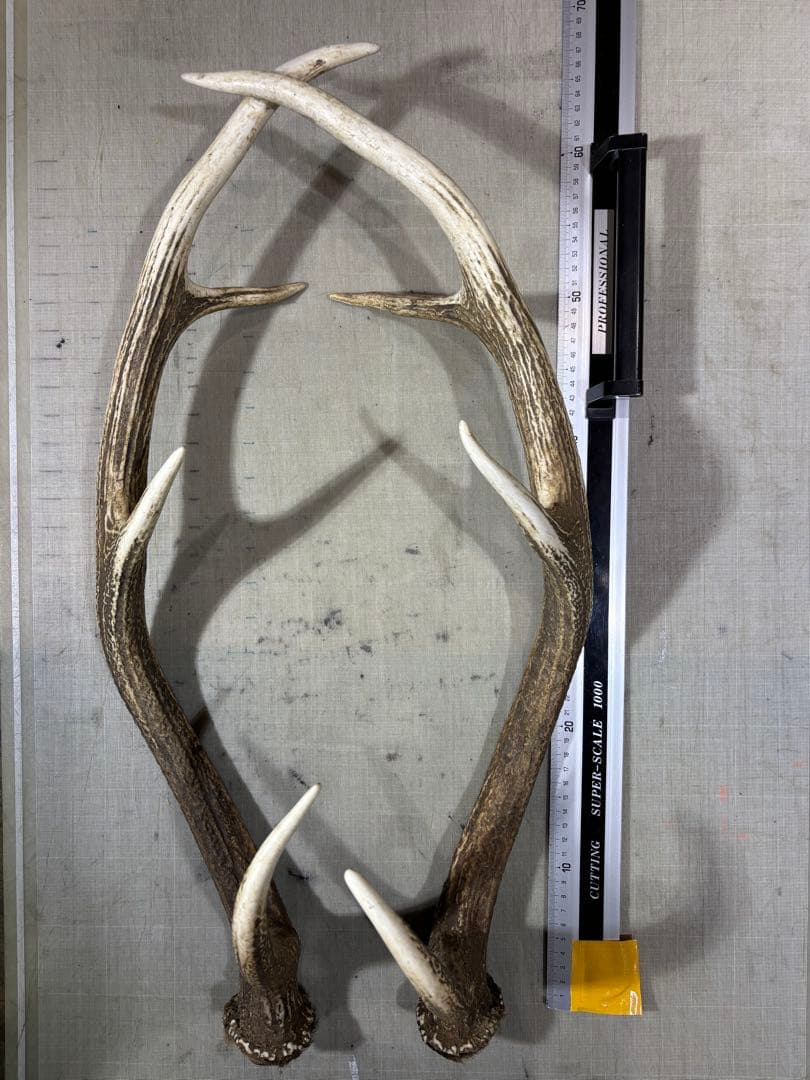 クラフト　蝦夷鹿の角