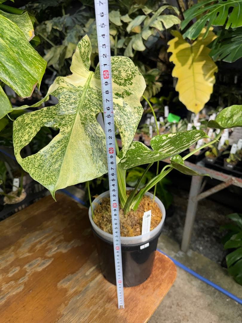 ル*ル様 1モンステラ　タイコンステレーション　スターライト