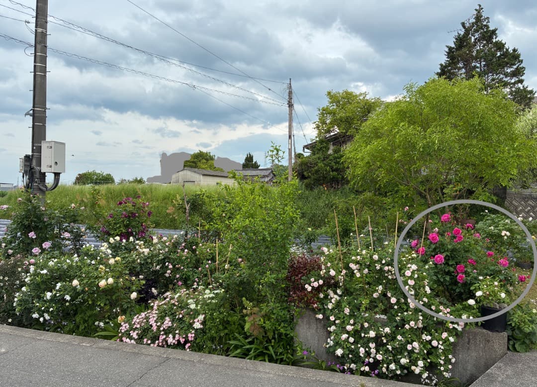 ER・ジェームズ・L. オースチン【大苗】イングリッシュローズ