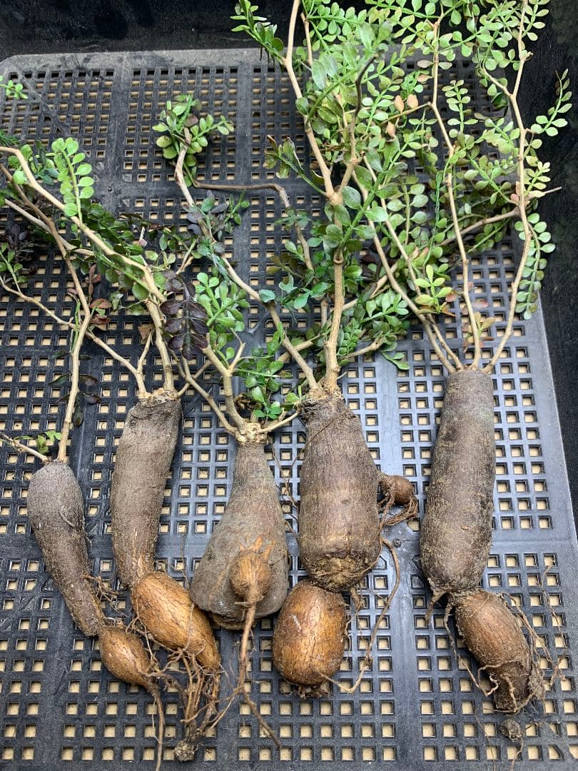 r*a様 C72 多肉植物 オペルクリカリア・パキプス 5株