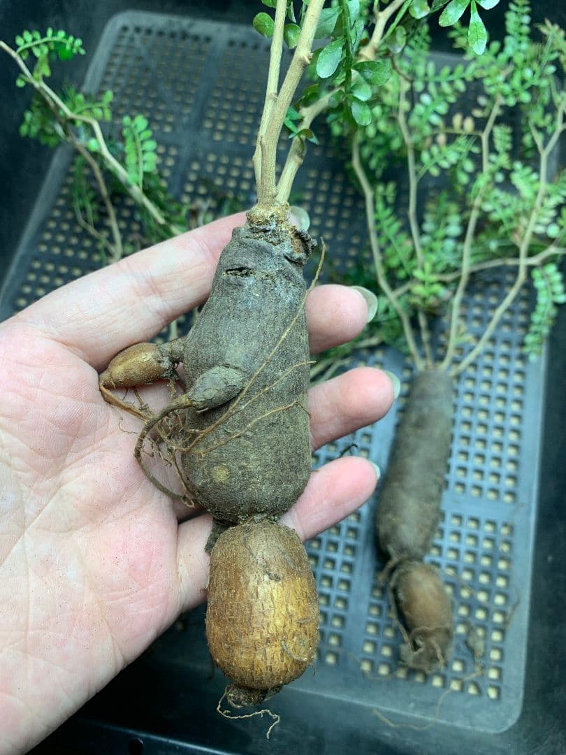 r*a様 C72 多肉植物 オペルクリカリア・パキプス 5株