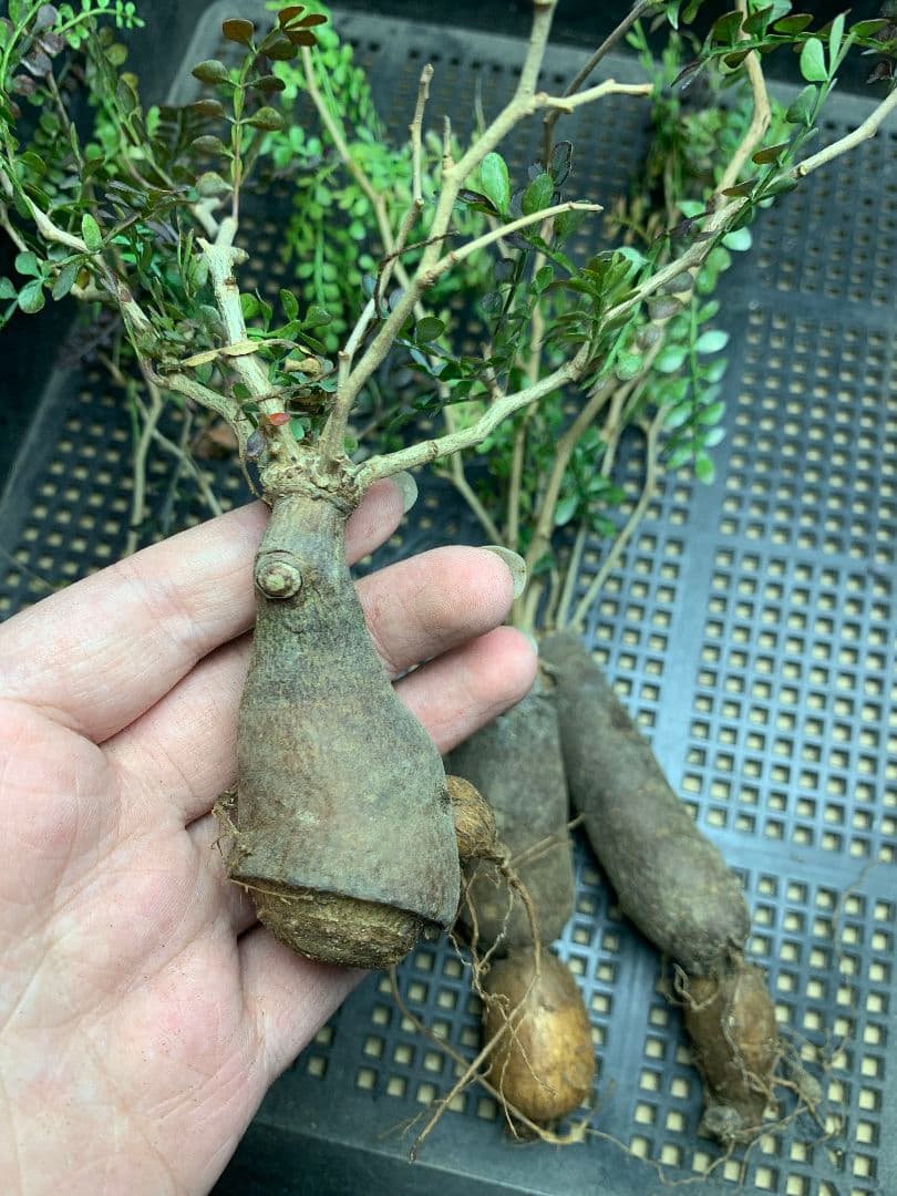 r*a様 C72 多肉植物 オペルクリカリア・パキプス 5株