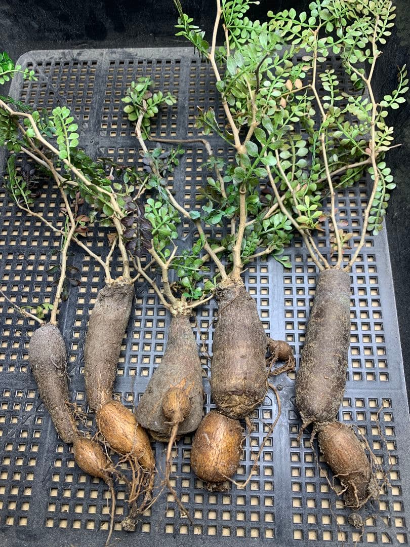 r*a様 C72 多肉植物 オペルクリカリア・パキプス 5株