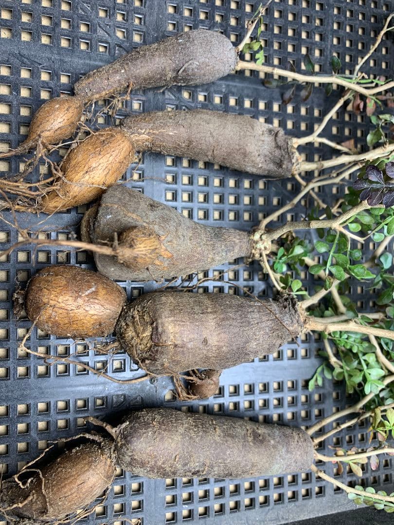 r*a様 C72 多肉植物 オペルクリカリア・パキプス 5株