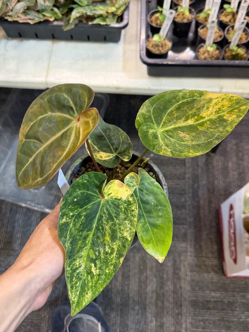 縄*⁇様 アンスリウム (papi×cry var)× michelle 斑入り