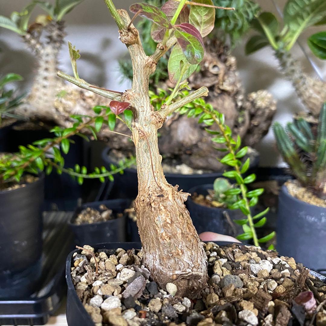 オペルクリカリア　ムルチジュガ　パワータンク　挿し木　パキプスより珍しい