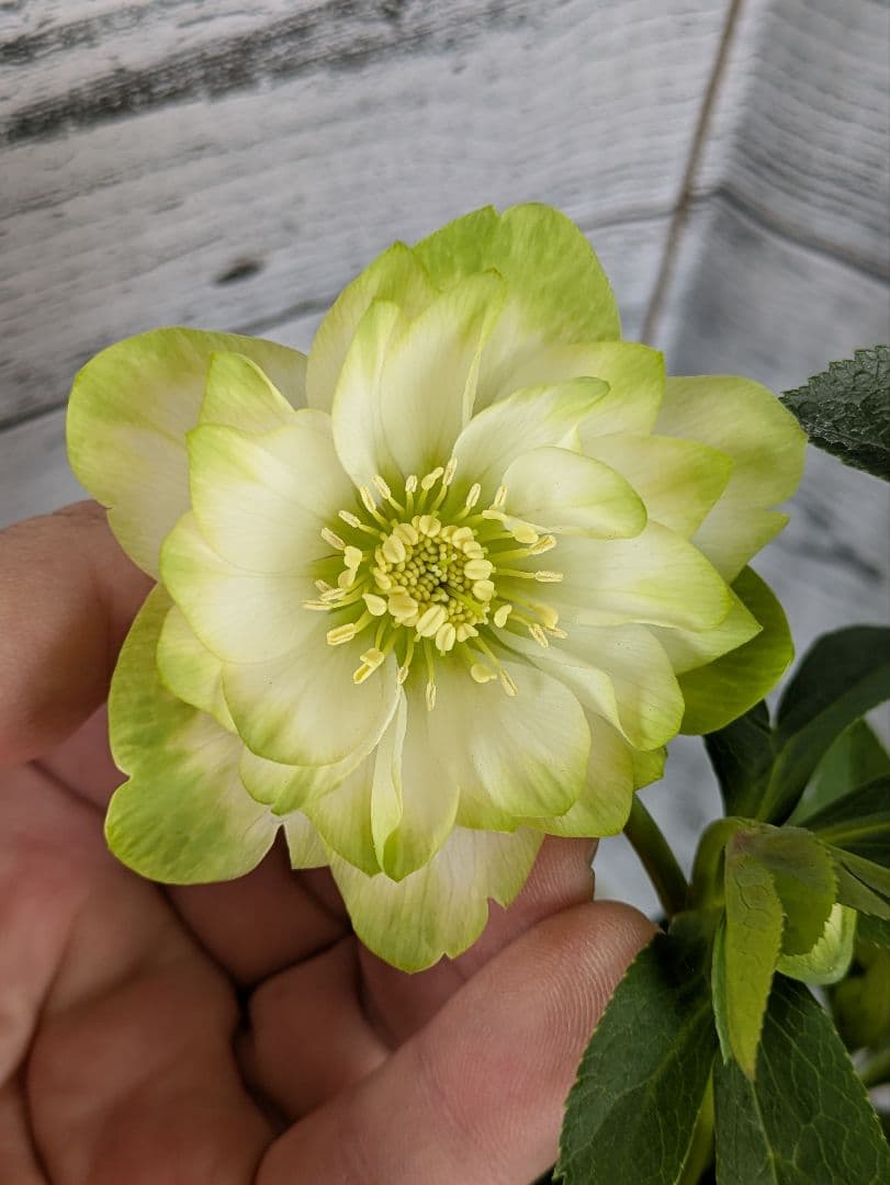 【現品・ポットまま発送】超希少　花付き　曽田園芸クリスマスローズ 利休⑤