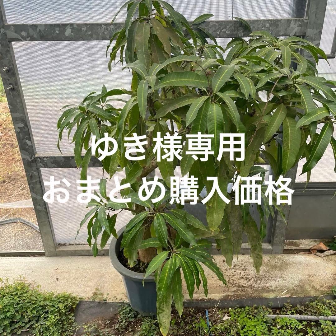 マンゴー苗　品種　グレン　10号特大