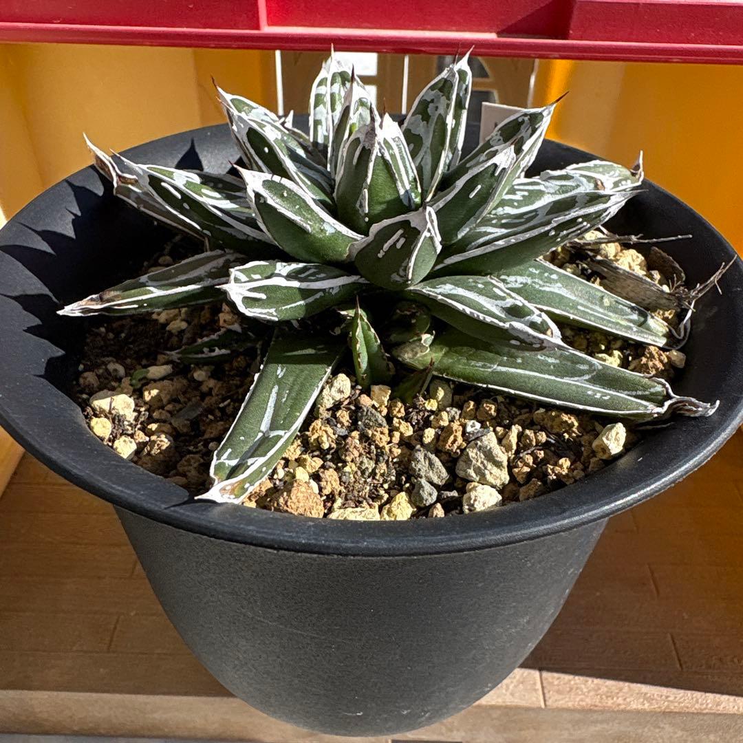 テ*ラ様 姫笹の雪　抜き苗　アガベ　株元に子株有