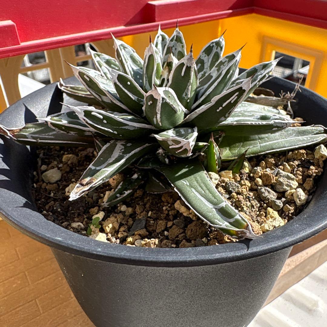 テ*ラ様 姫笹の雪　抜き苗　アガベ　株元に子株有