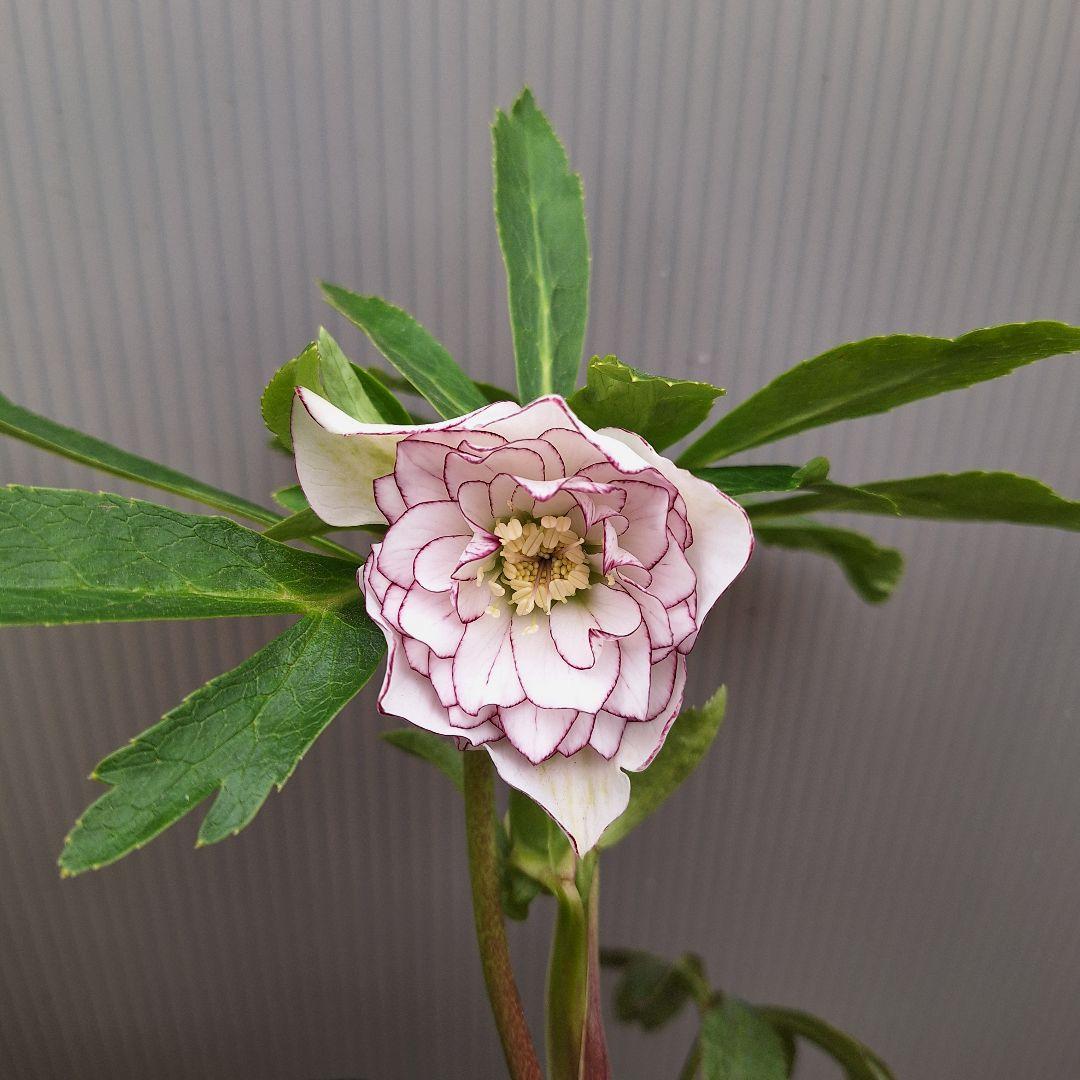 まや 26-4 クリスマスローズ 3ポットセット