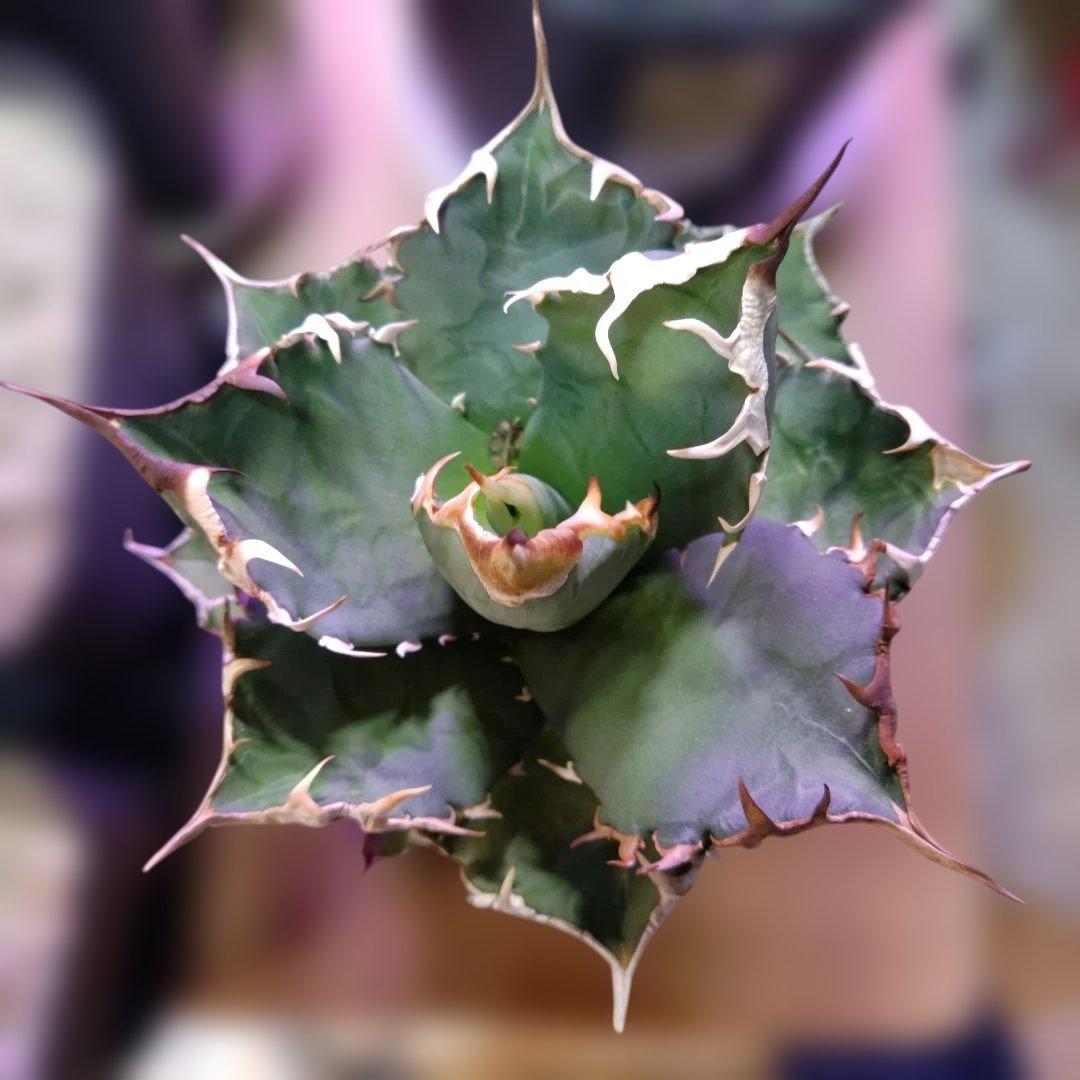 チ*ン様 アガベ 　九尾狐①　鉢ごと匿名発送！