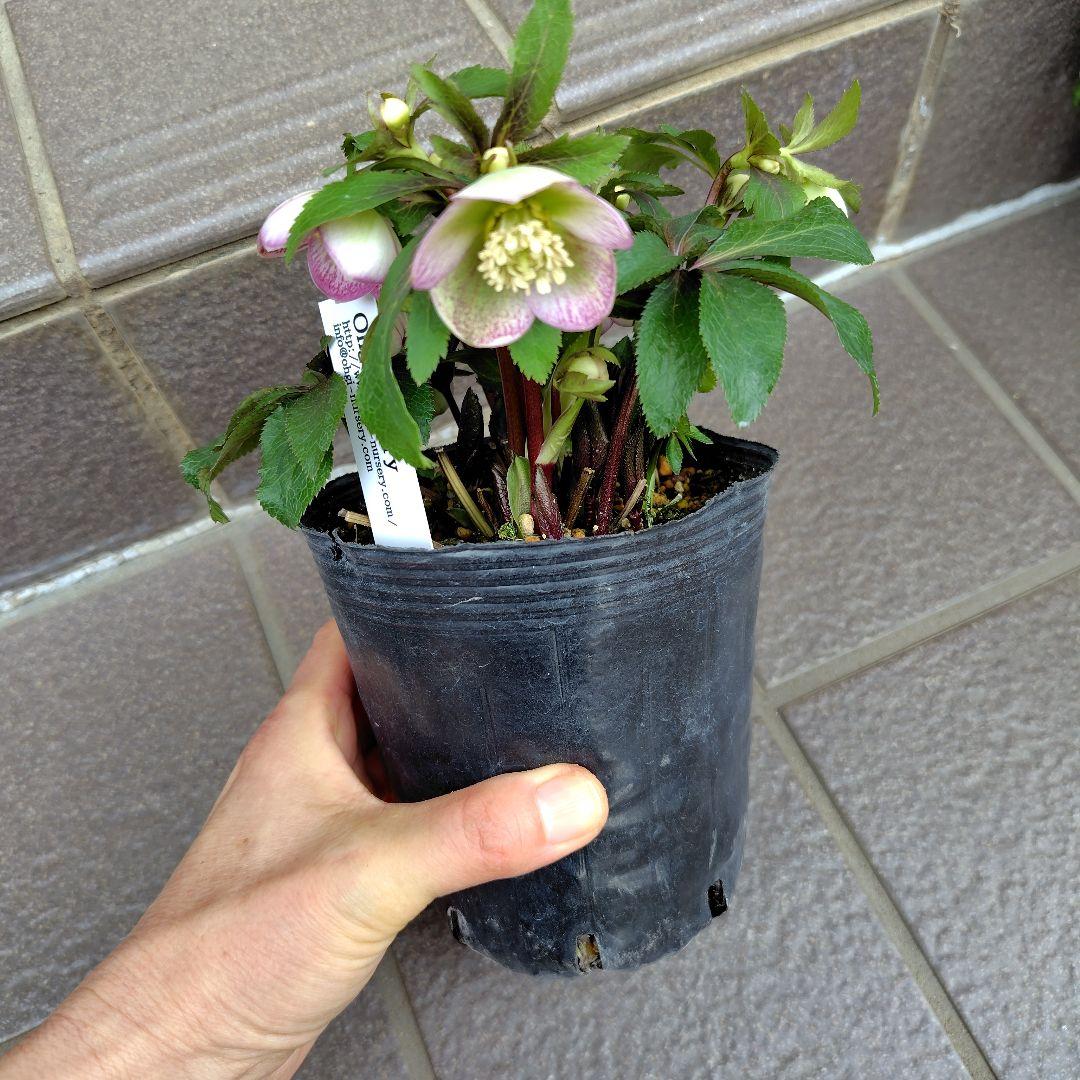 大木ナーサリー クリスマスローズ オキシ系バイカラー SS