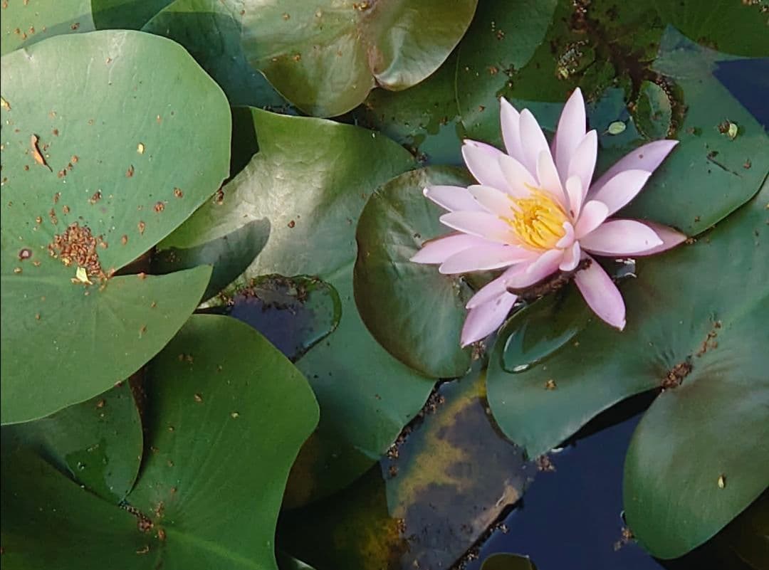 矢沢あい展 Q-pot.　707号室の鍵 ピアス 片耳