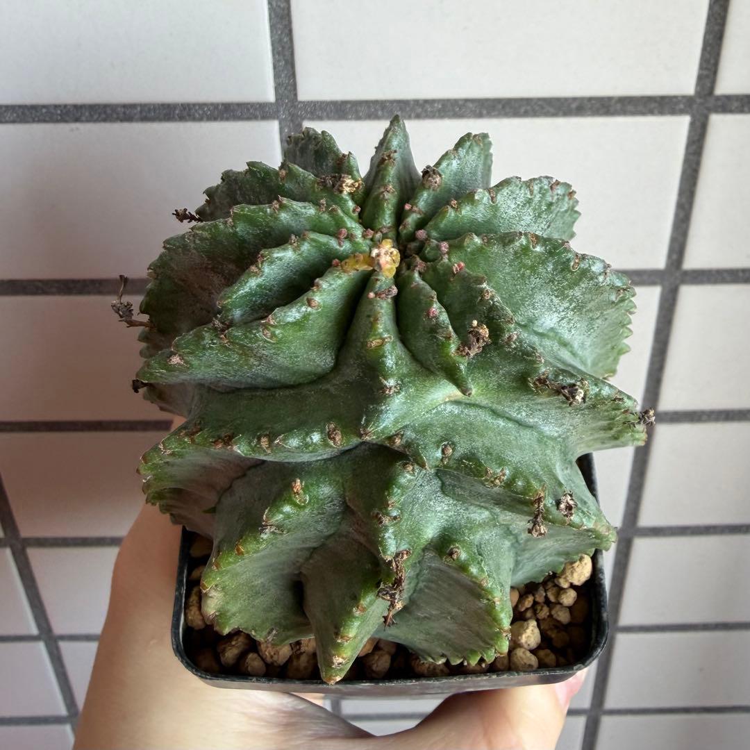 ウ*ニ様 ユーフォルビア ホリダ モンスト？ 実生オス