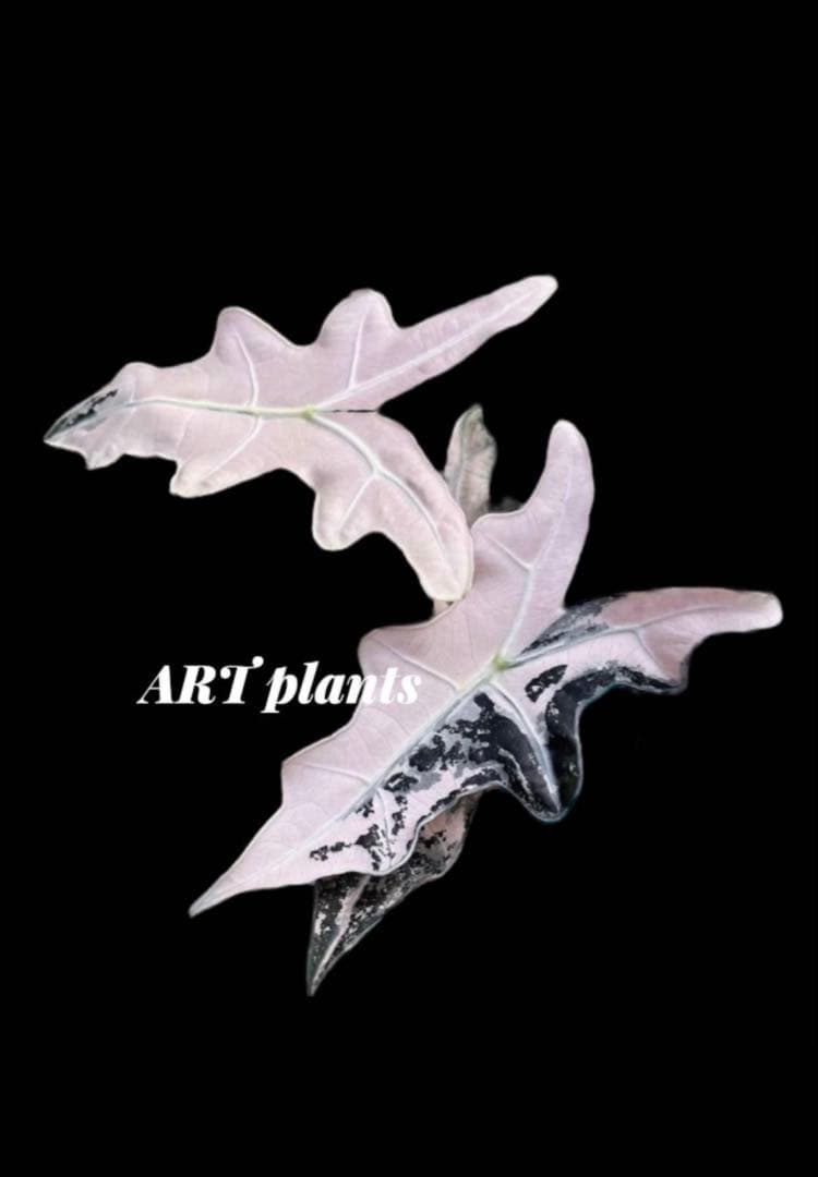 z*b様 【芋から育成】アロカシア ノビリス ピンク斑入り 良斑 ※鉢のまま発送