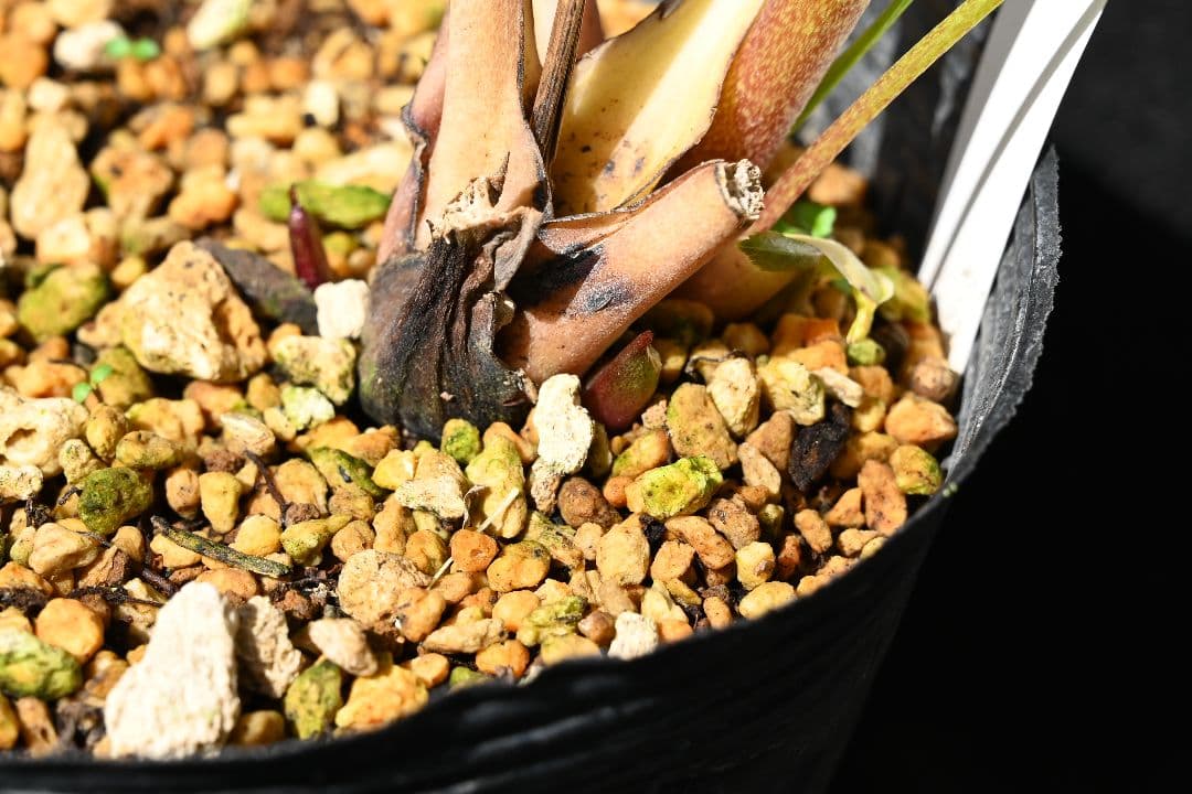 クリスマスローズ　認定アフロディーテゴールド　加藤農園