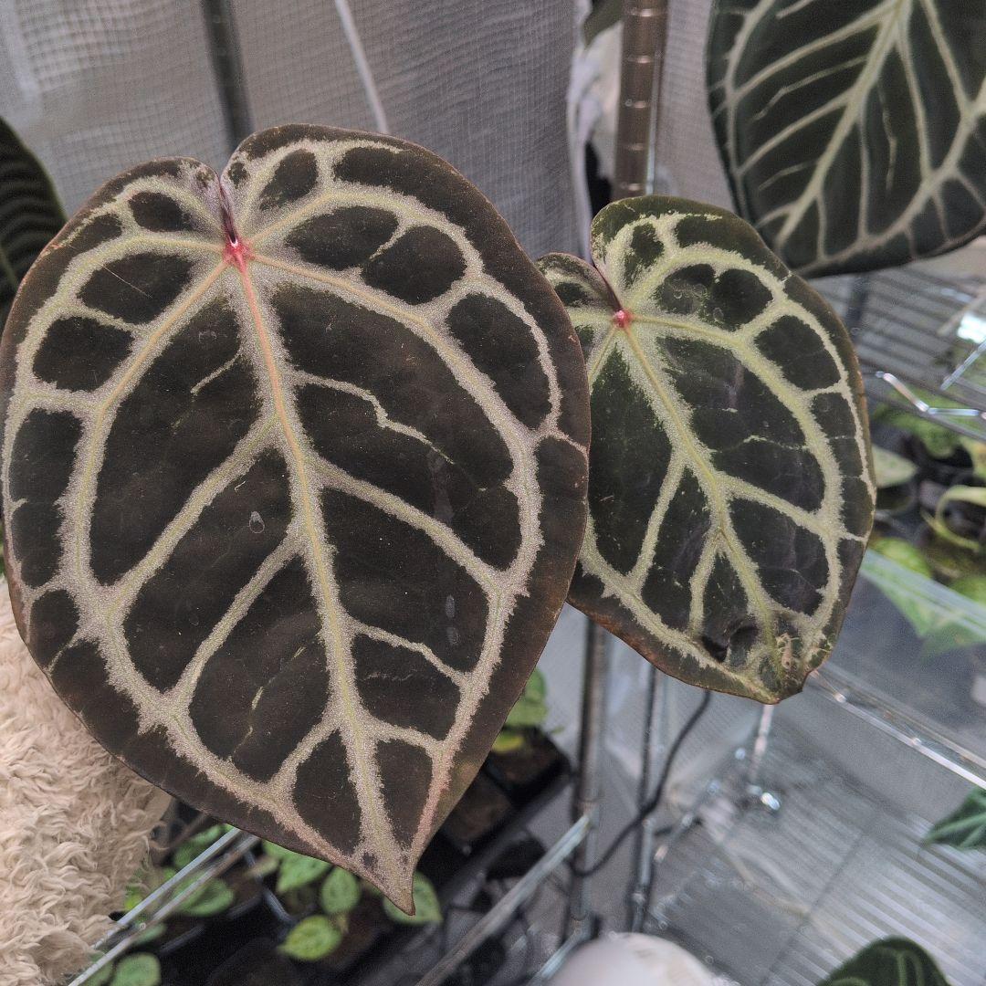 アンスリウム　KOS x Red crystalinum　Huタグ付き