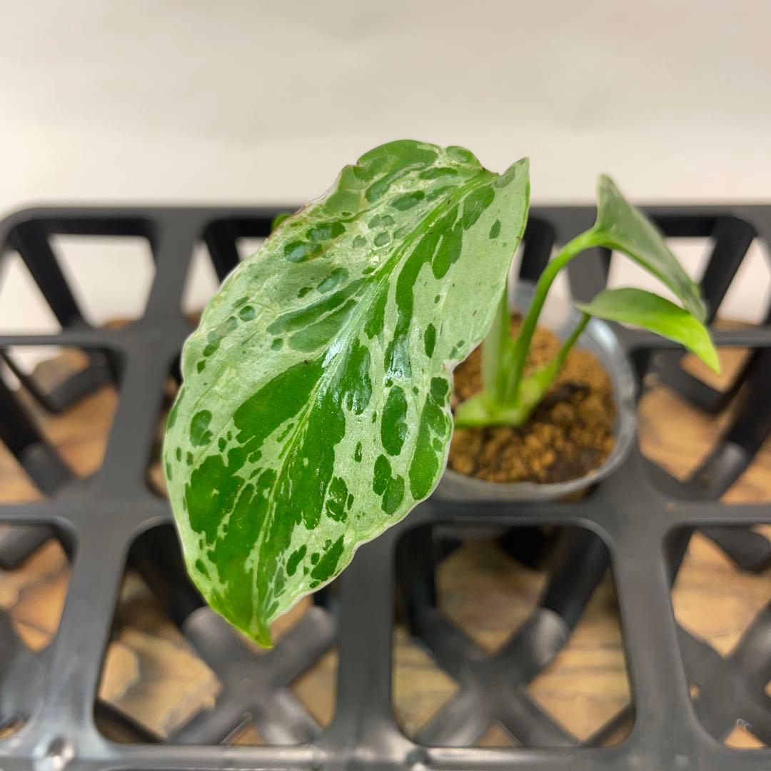 モ*ス様 品種保証！斑入り保証！Bulbasaurモンステラ バルバソー フシギ