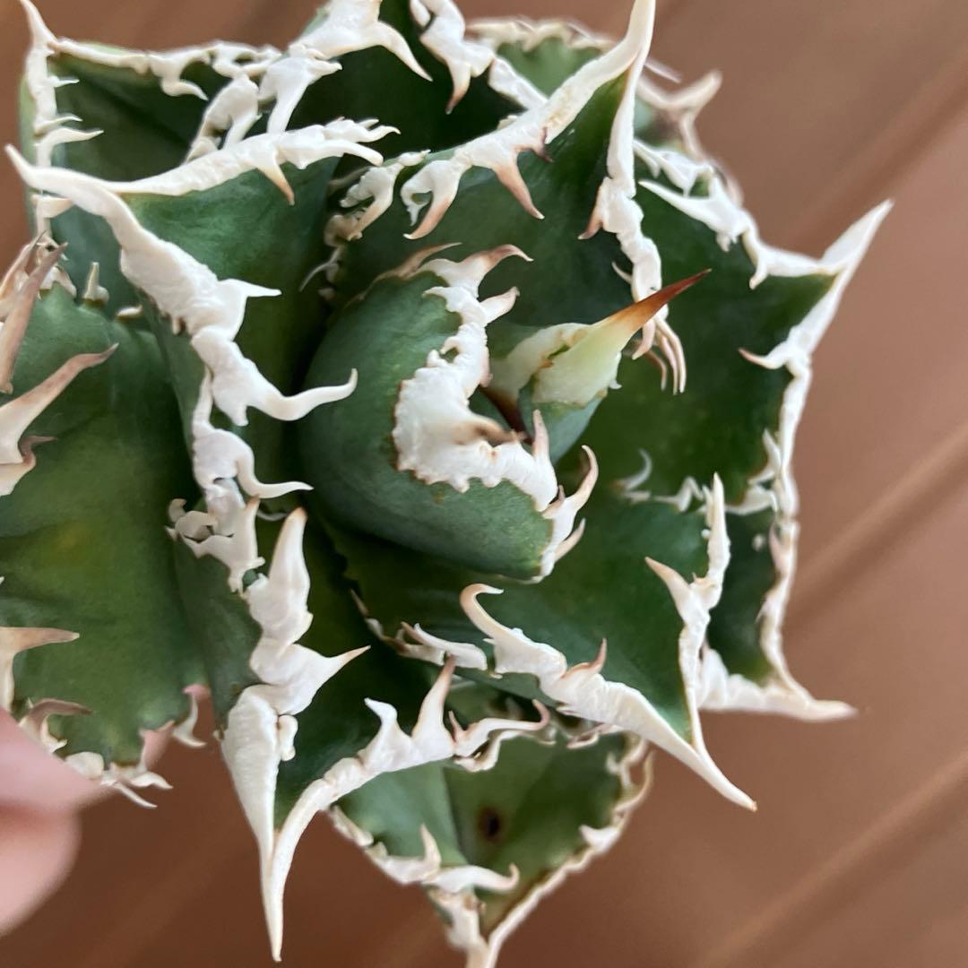 H*C様 【オークション】⑧選抜　太棘　美株　アガべ　チタノタ　白豪刺　TC