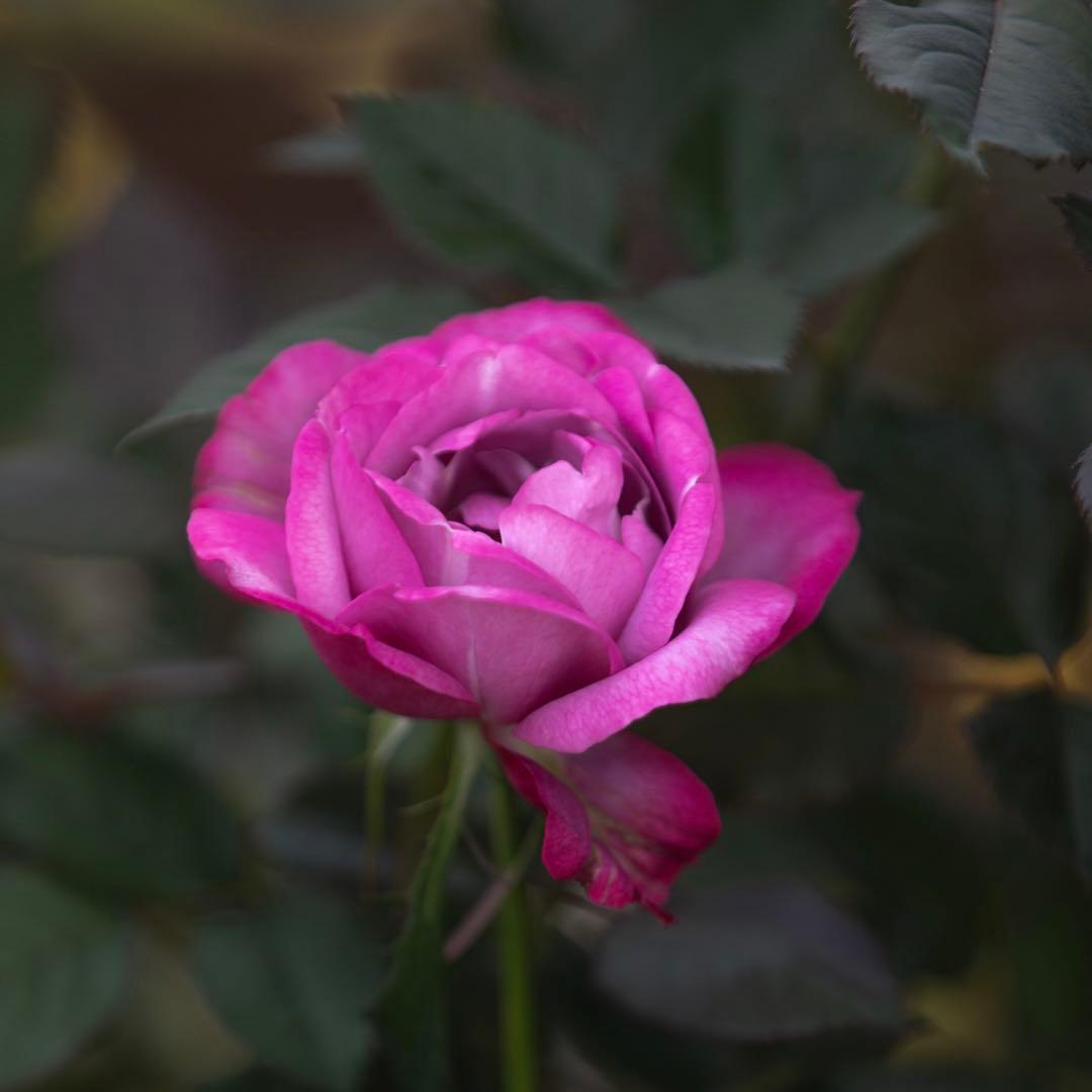 勇気凛々　50本　アレンジ(散らし) 追加ラッピング