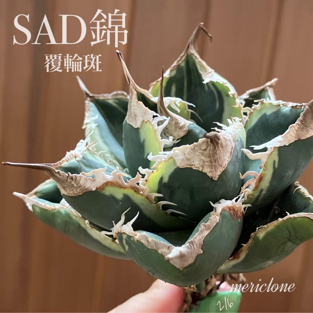 215 mkmsv様 リクエスト 2点 まとめ商品　置き配指定