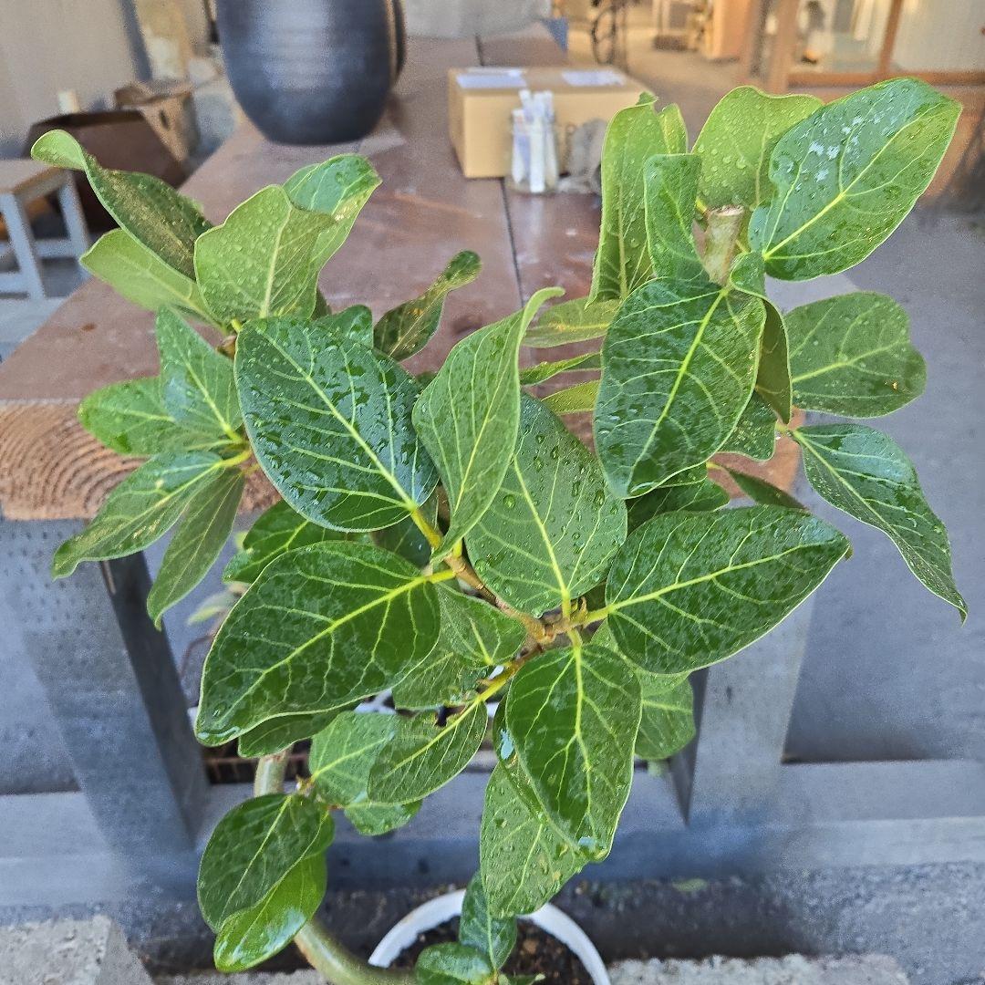 ⑩　フィカス　ベンガレンシ　曲がり仕立て7号　最高等級　おしゃれ 鉢