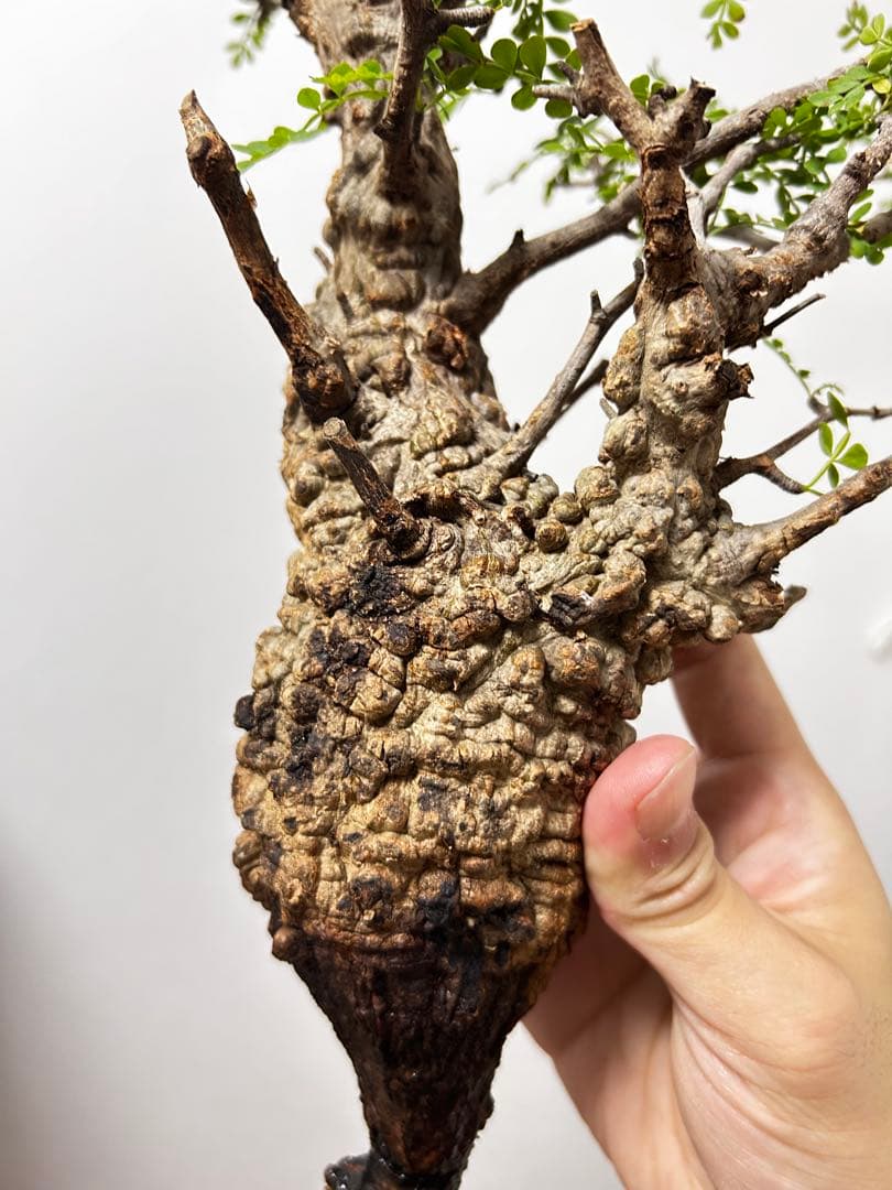 【現地発根株】オペルクリカリアパキプス