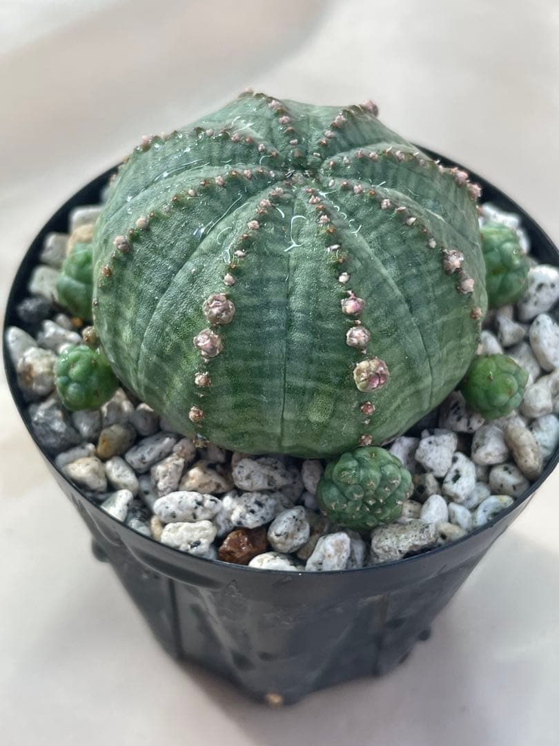 ズ*イ様 ユーフォルビア5点セット 育てやすい大きさ、種類