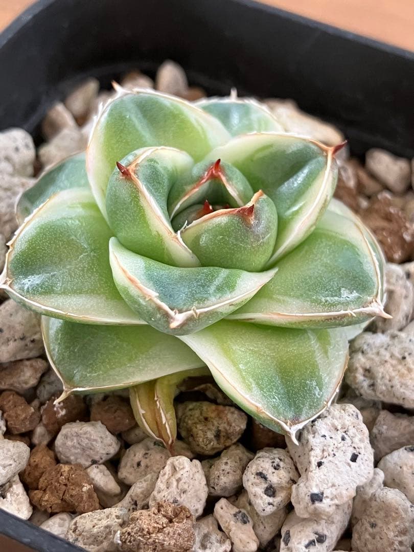 m*n様 【初売りオークション】33 活着　赤棘　アガベ　王妃笹の雪A型　ピンキ