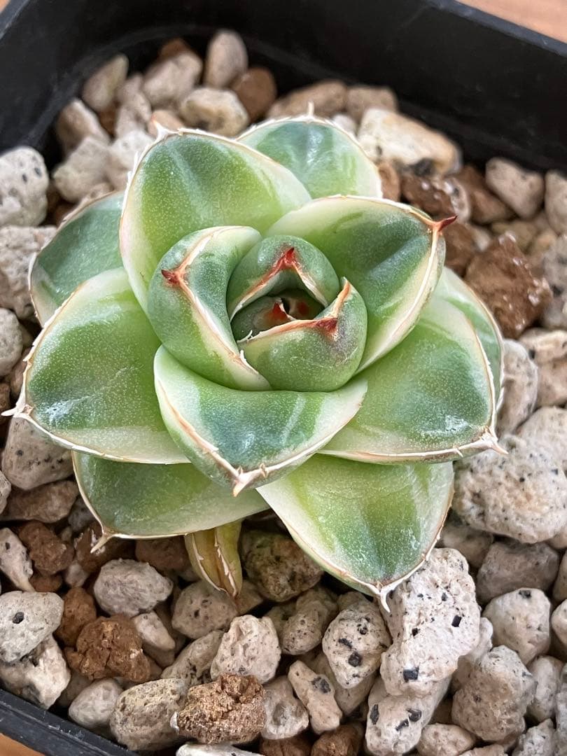 m*n様 【初売りオークション】33 活着　赤棘　アガベ　王妃笹の雪A型　ピンキ