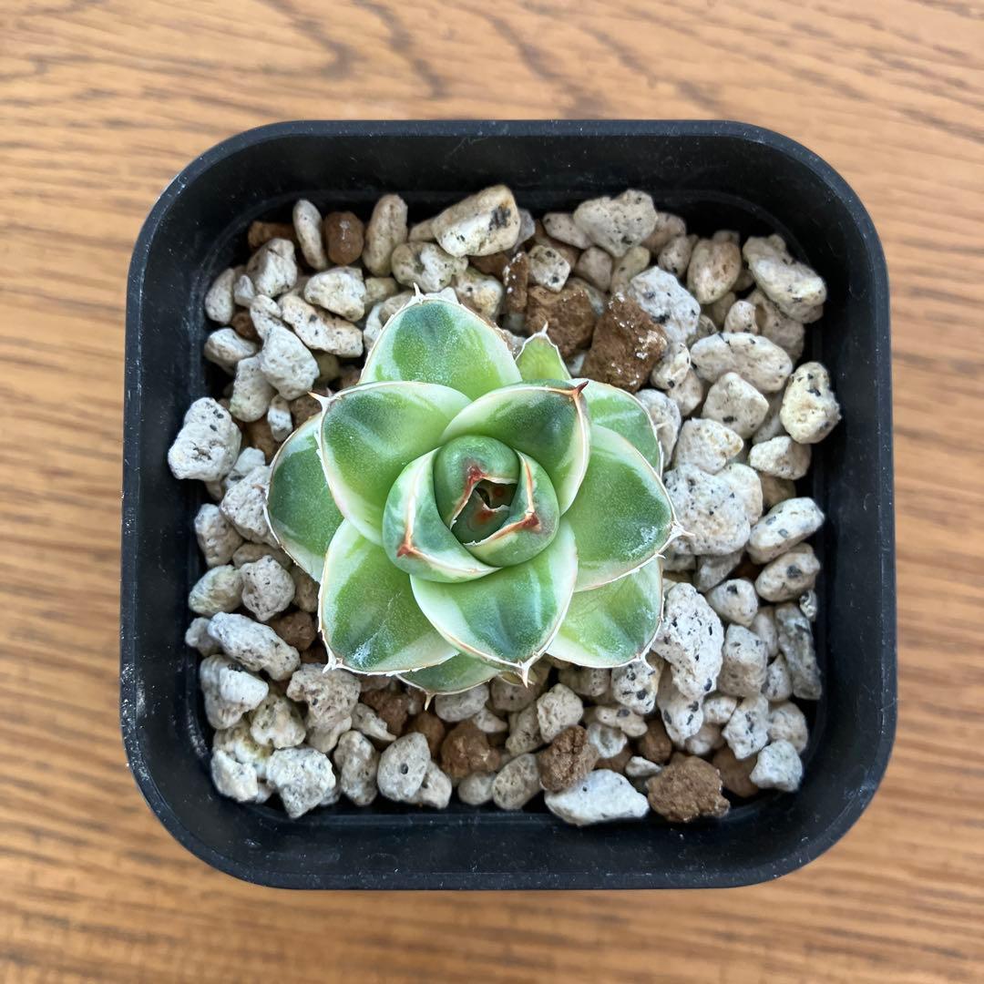 m*n様 【初売りオークション】33 活着　赤棘　アガベ　王妃笹の雪A型　ピンキ