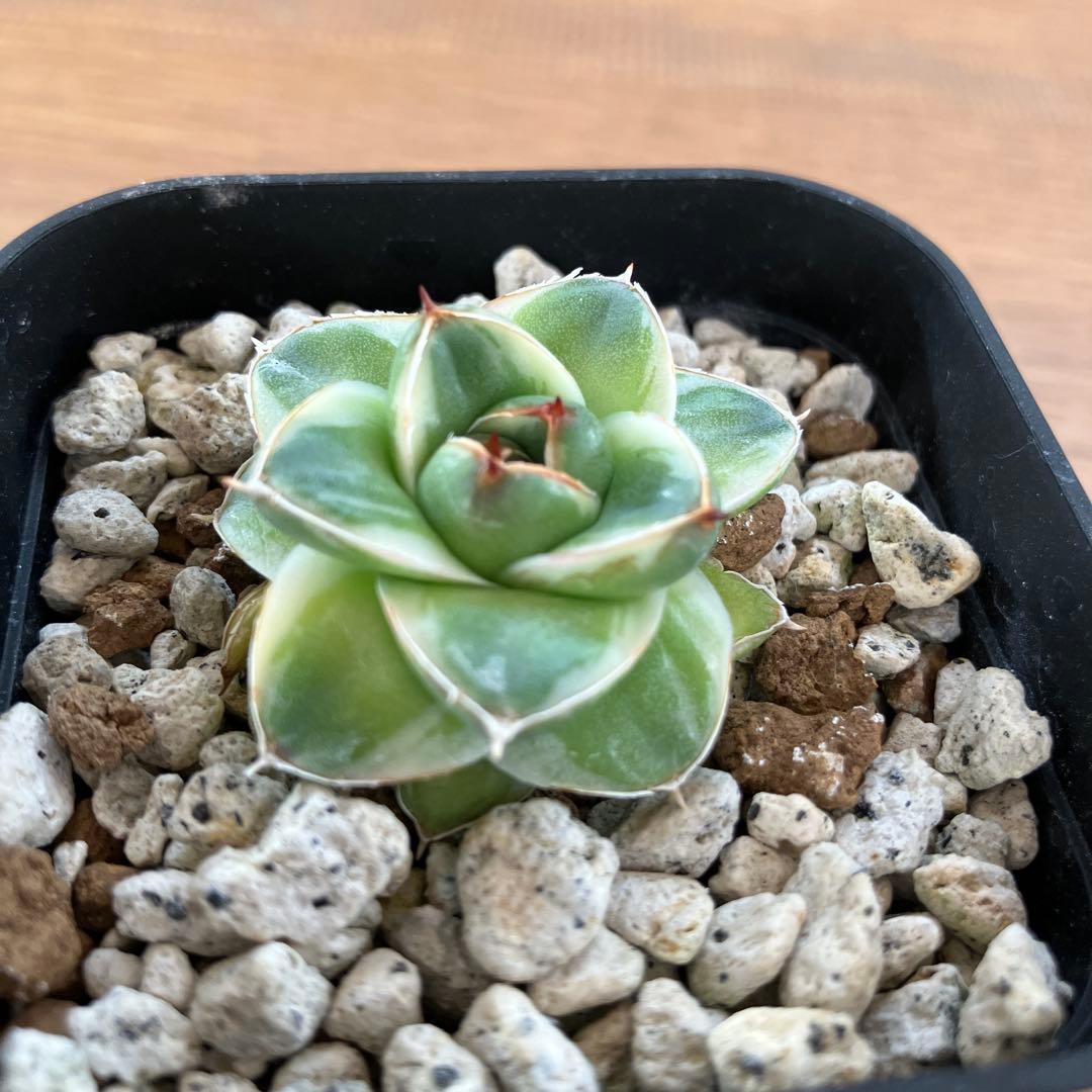 m*n様 【初売りオークション】33 活着　赤棘　アガベ　王妃笹の雪A型　ピンキ