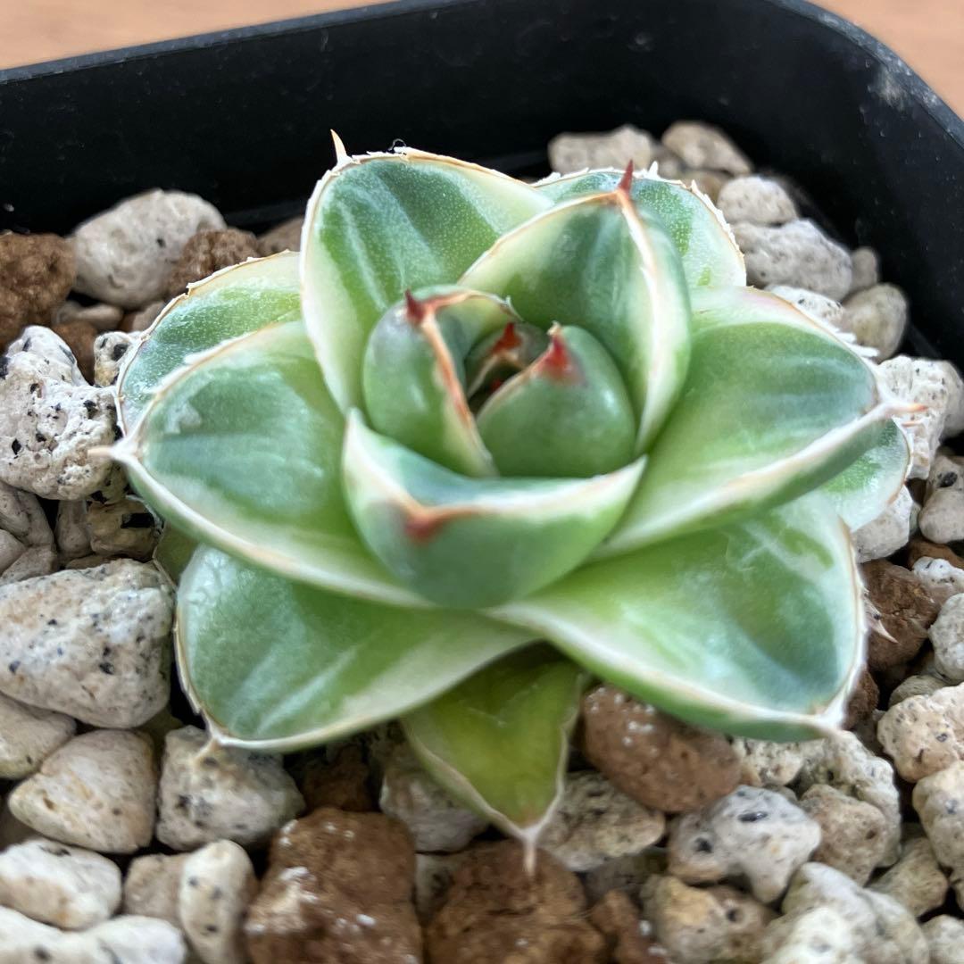 m*n様 【初売りオークション】33 活着　赤棘　アガベ　王妃笹の雪A型　ピンキ