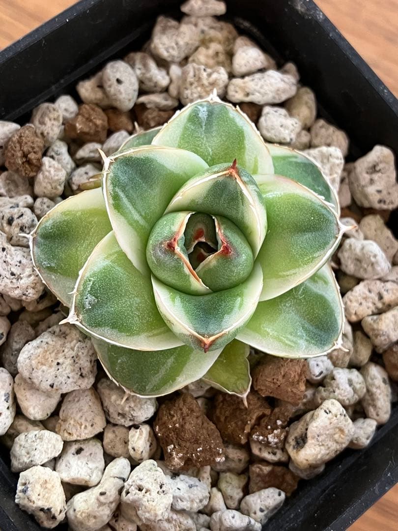 m*n様 【初売りオークション】33 活着　赤棘　アガベ　王妃笹の雪A型　ピンキ